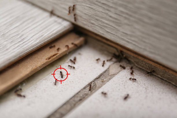 Best Best Pest Control Companies  in Danvers, IL