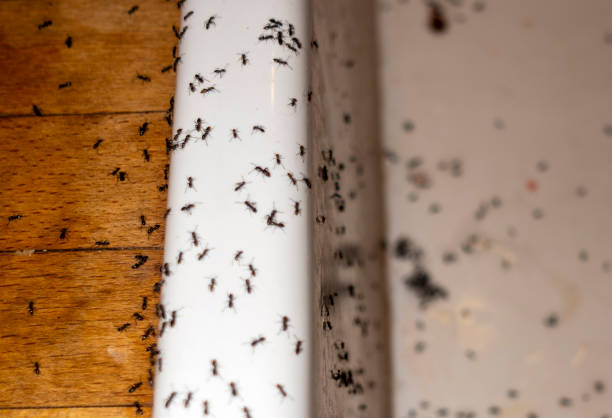 Danvers, IL Pest Control Company
